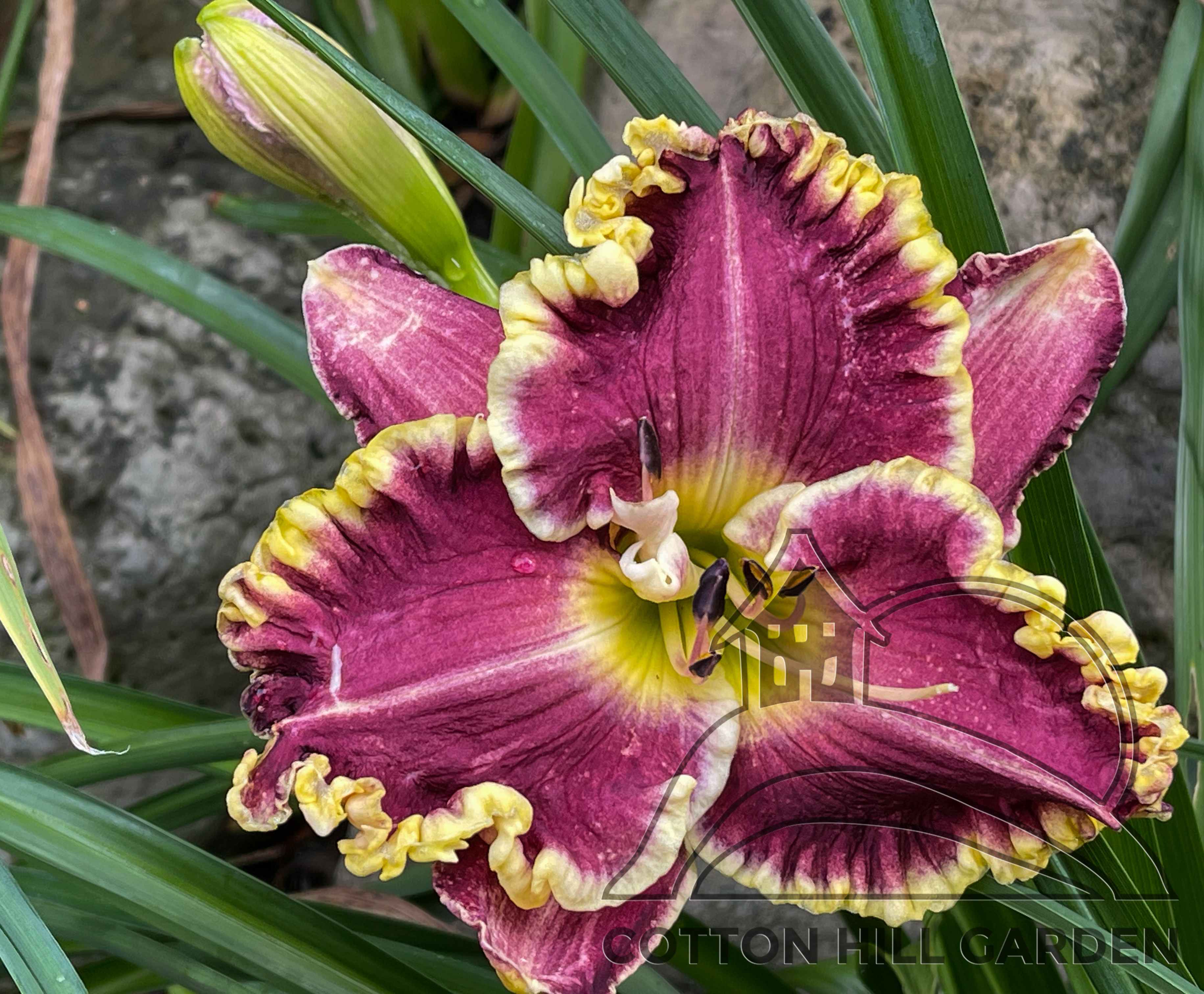 HEMEROCALLIS - DARIA