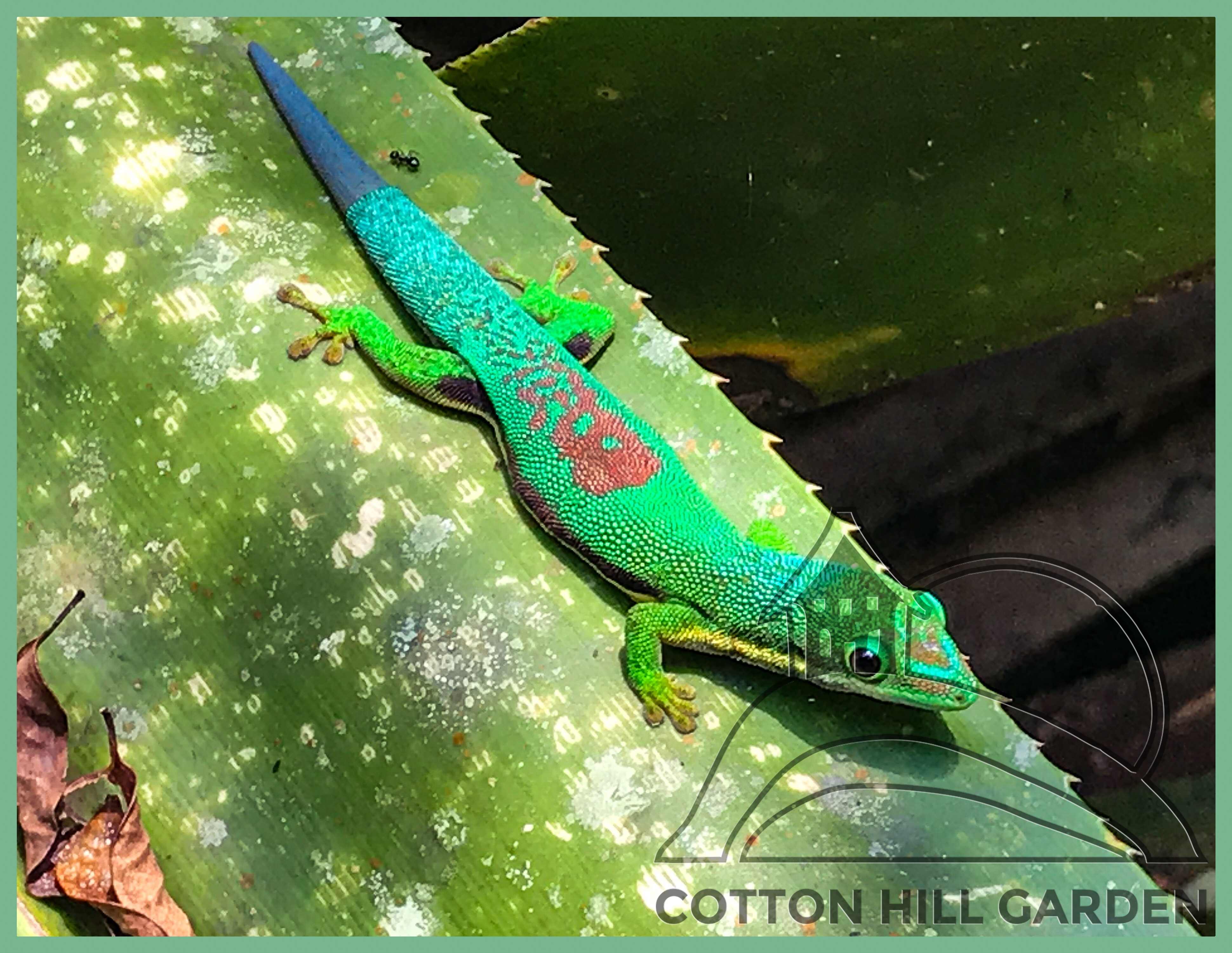 PHELSUMA ORNATA - DENNÍ GEKON
