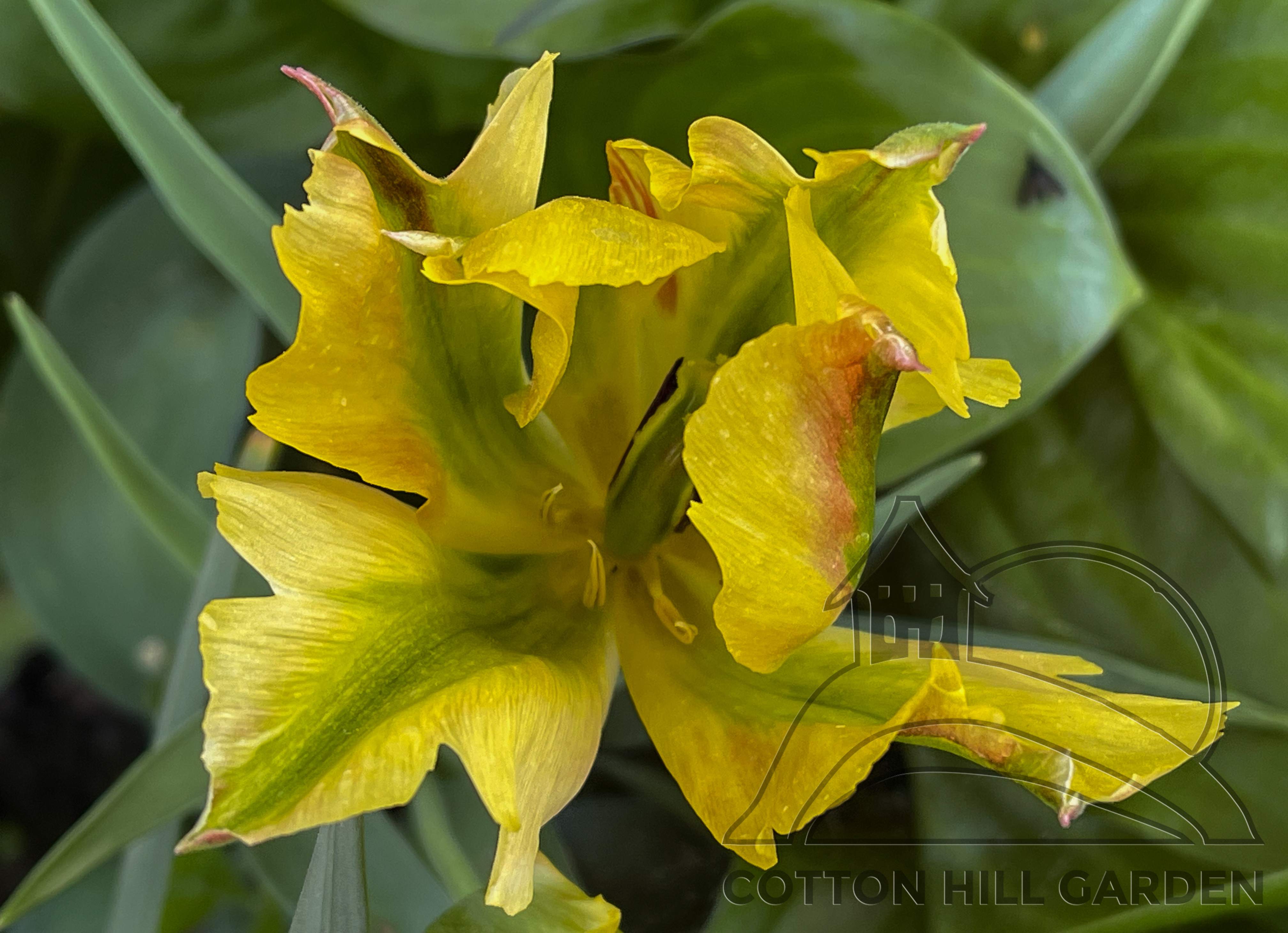 TULIPA VIRIDIFLORA GOLDEN ARTIST