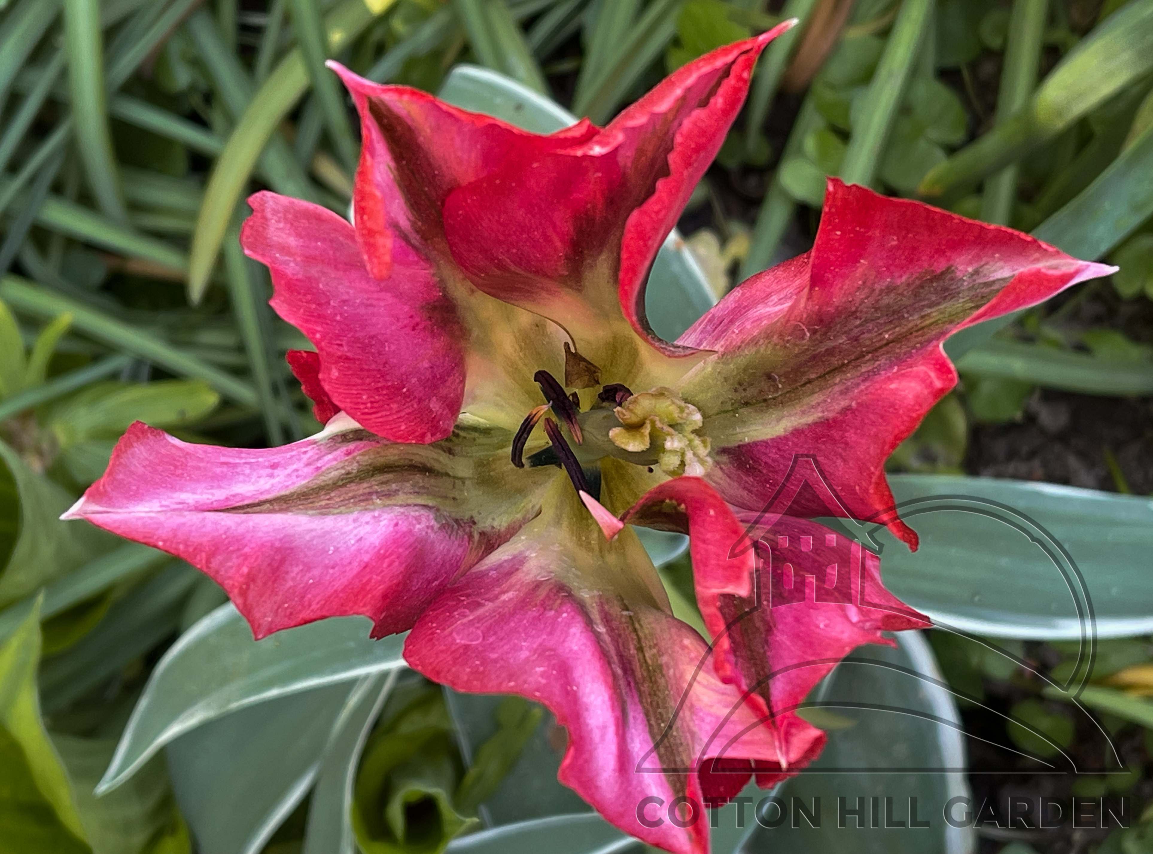 TULIPA VIRIDIFLORA HOLLYWOOD