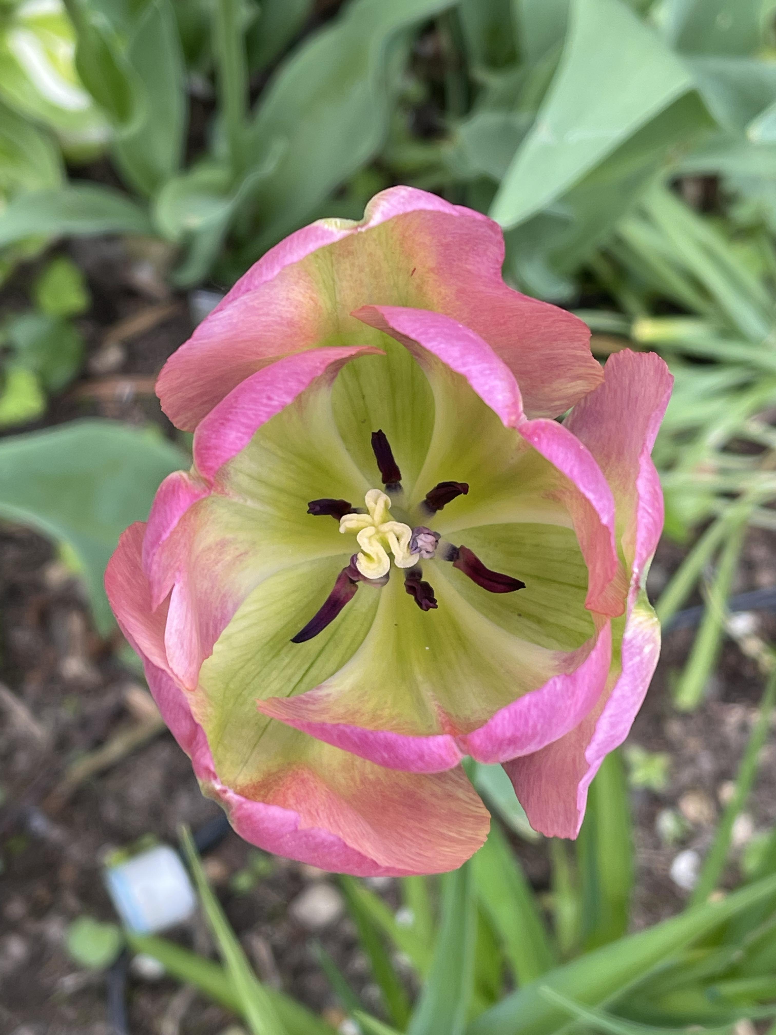 TULIPA VIRIDIFLORA - GROENLAND
