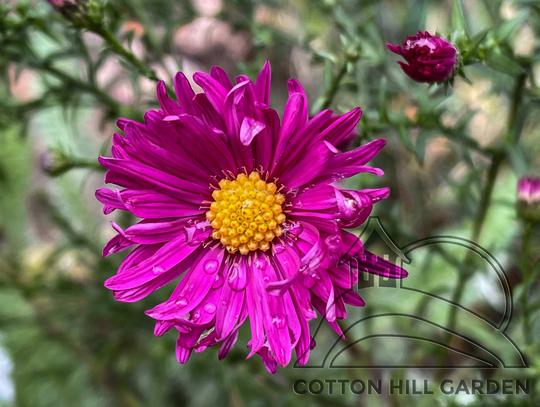 SYMPHYOTRICHUM NOVI-BELGII