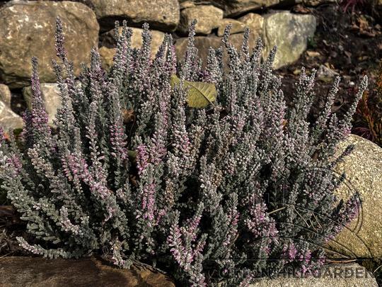 ERICA GLABRA - SIKVANA