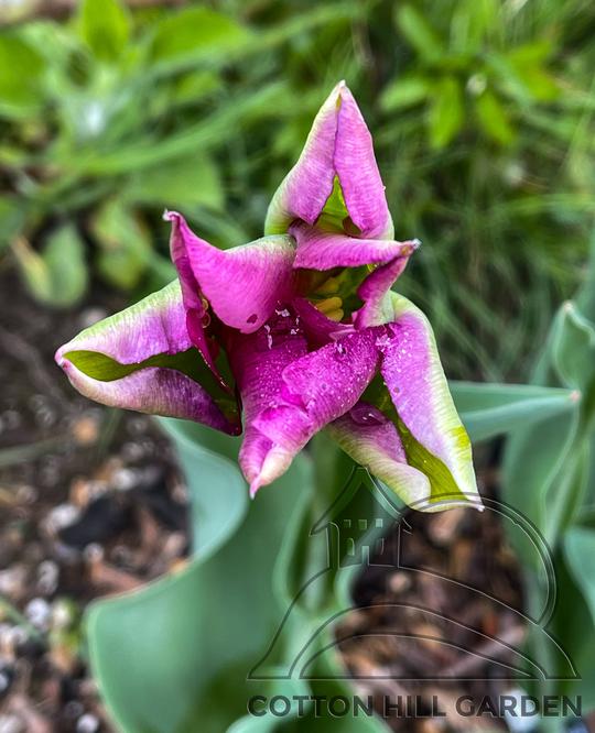 TULIPA VIRIDIFLORA VIOLETTA