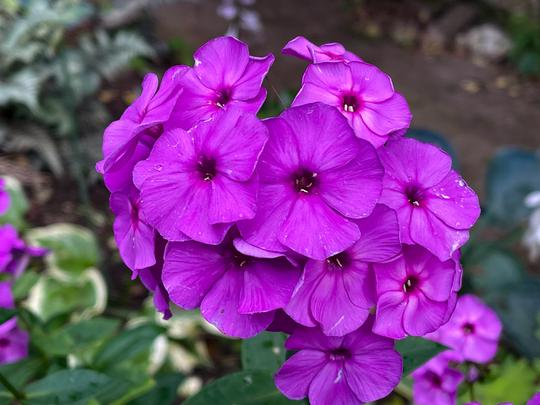 PHLOX PANICULATA - NICKY