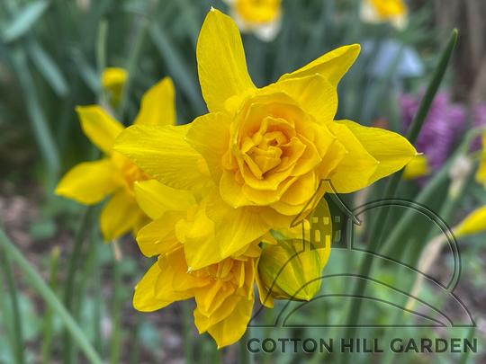 NARCIS JONQUILLA - DOUBLE CAMPERNELL