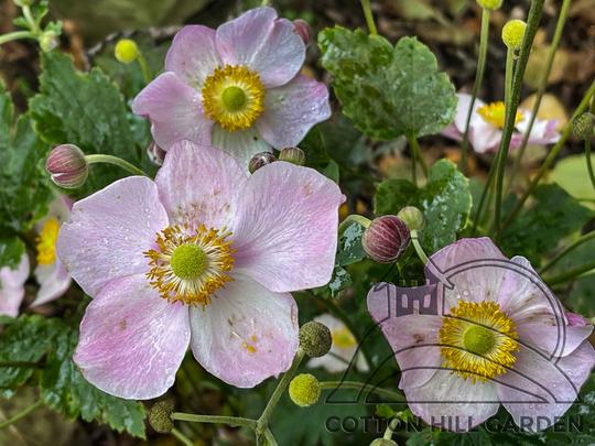 ERIOCAPITELLA HYBRIDA