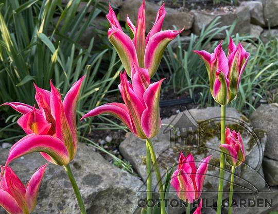 TULIPA VIRIDIFLORA VIRICHIC
