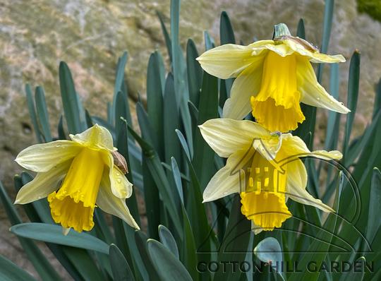 NARCISSUS PSEUDONARCISSUS - LIBŇATOV