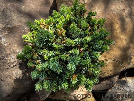 PICEA PUNGENS - BLUEBALL
