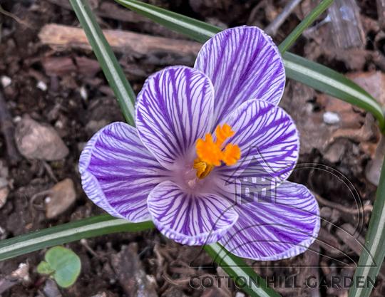 CROCUS VERNUS - PICK WICK