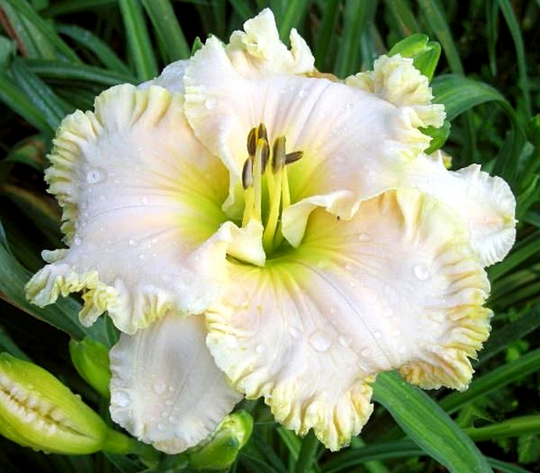 SPACECOASTWHITE CHOCOLATE