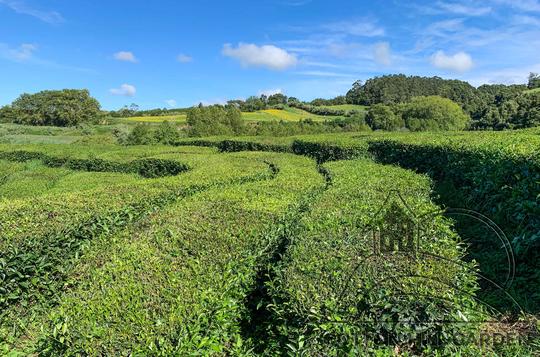 ČAJOVÉ PLANTÁŽE GORREANA V SAO BRAS