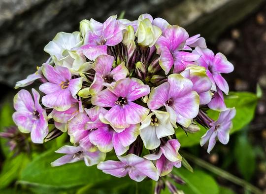PHLOX PANICULATA - CREME DE LA CREME