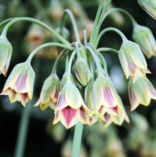 ALLIUM SICULUM