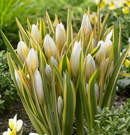 TULIPA TARDA INTERACTION