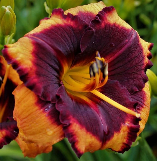 SPACECOAST BRAZEN BAND