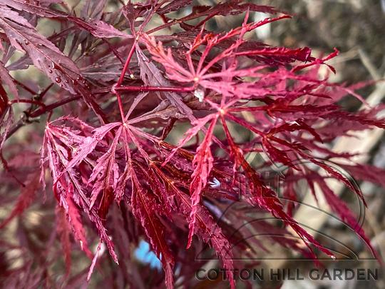 ACER PALMATUM - FIRECRACKER