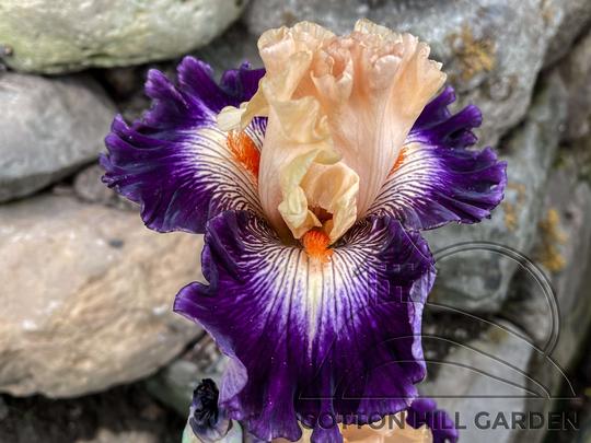 IRIS HYBRIDA - JAZZ VIVA