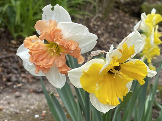 NARCIS - SKUPINA KOLARI