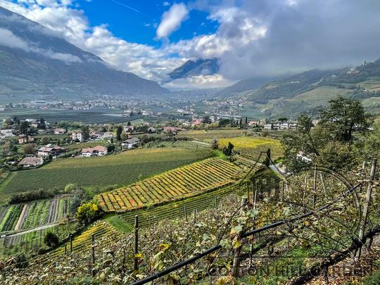 VINIČNÉ TRATĚ NA SVAZÍCH OKOLO MÉSTA