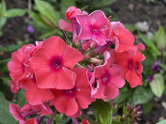 PHLOX PANICULATA - TEQUILA SUNRISE