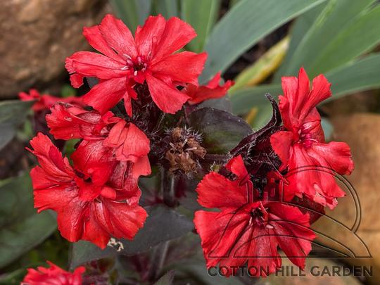 SILENE CHALCEDONICA - PURPEREA