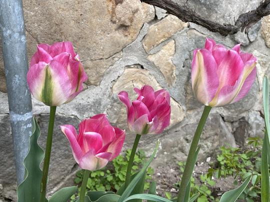 TULIPA VIRIDIFLORA - NIGH RIDER