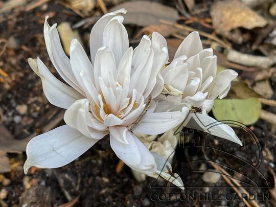 OCÚN - ATUMNALE ALBOPLENUM