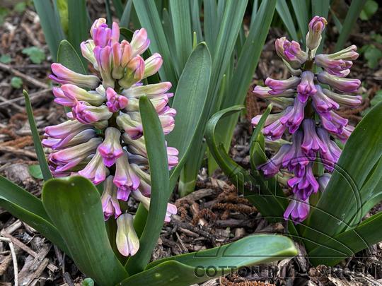 HIACINTHUS ORIENTALIS - SPLENDID CORNELIA