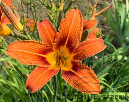 HEMEROCALLIS FULVA