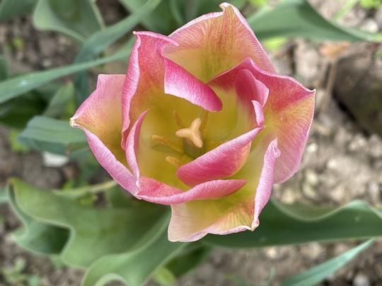 TULIPA VIRIDIFLORA - CHINA TOWN