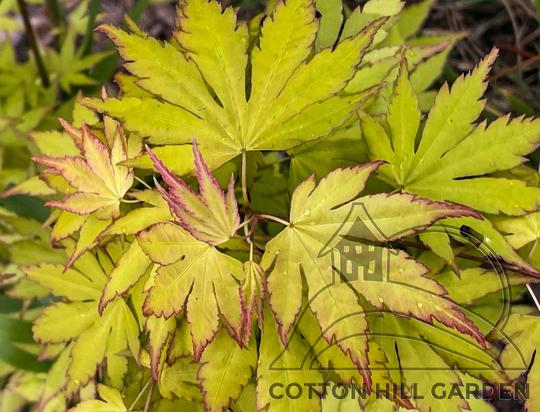 ACER PALMATUM - ORANGE DREAM