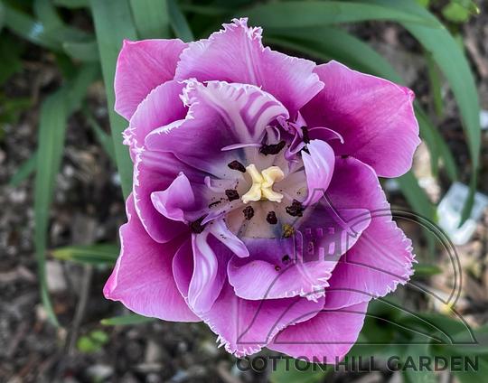 GREAT BARRIERRE REEF