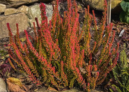 CALUNA VULGARIS - TWINS FRANCA HELENA