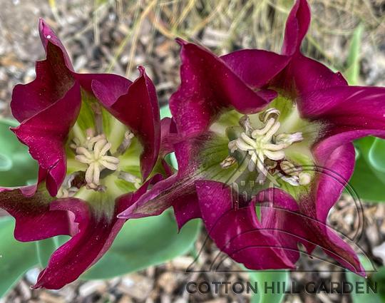 TULIPA VIRIDIFLORA VIOLETTA