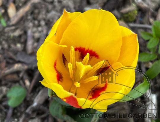 TULIPA GREIGII -  STRESA