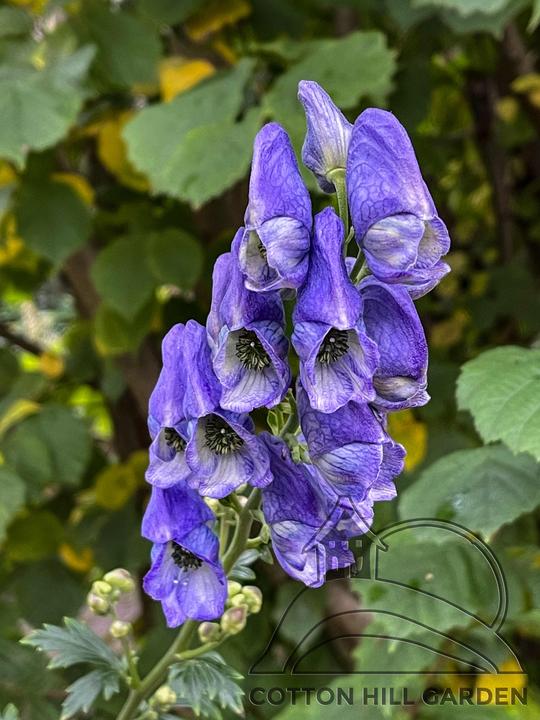 ACONITUM CARMICHAELLI