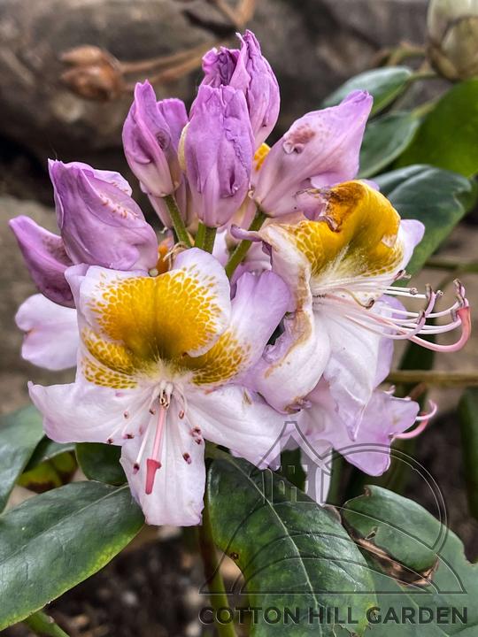 MADAME ALBERT MOOSER