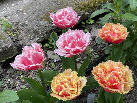 TULIPA - GOLD DUST + BREST