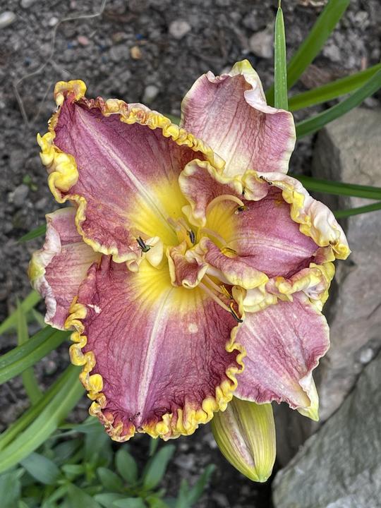 HEMEROCALLIS - DARIA