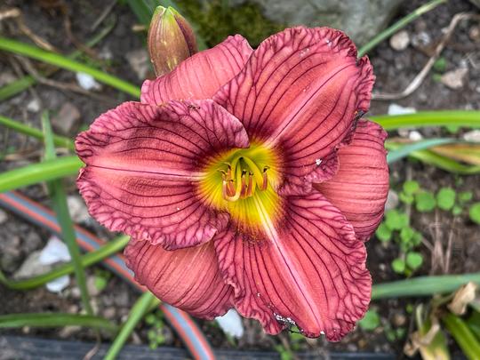 HEMEROCALLES - NO WHERE TO HIDE