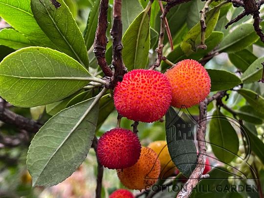 ARBUTUS UNED - JAHODOVÝ STROM