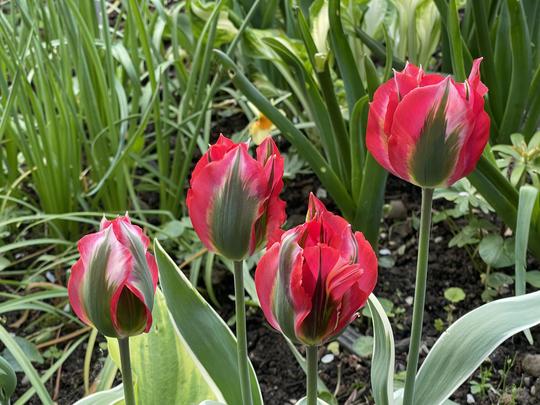 TULIPA VIRIDIFLORA - HOLLYWOOD