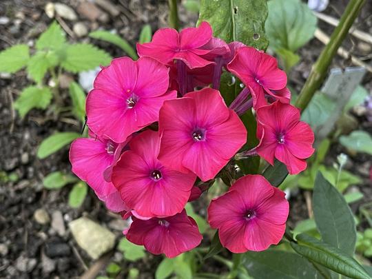 PHLOX PANICULATA - GRENADINE DREAM